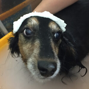 お風呂ダックス