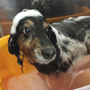 シャンプーダックス