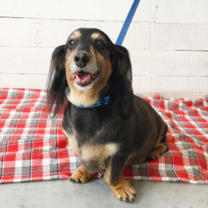 仕上がりダックス