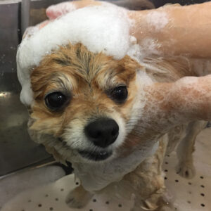 シャンプーポメ