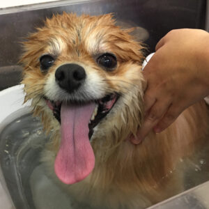 お風呂ポメ