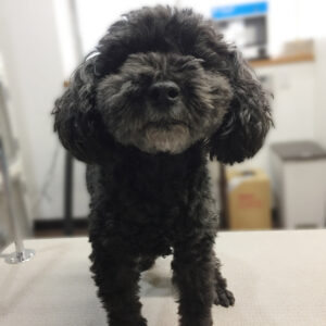 よろしくトイプー