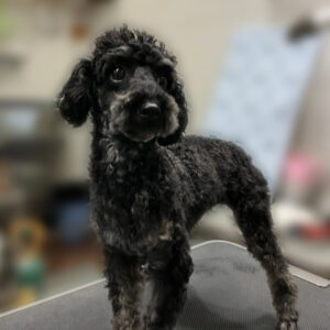 よろしくトイプー