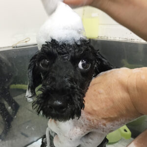 シャンプートイプー