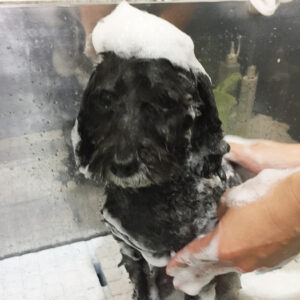 シャンプートイプー