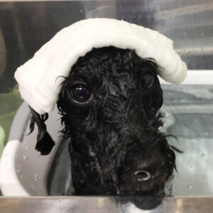 シャンプートイプー