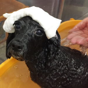 お風呂トイプー