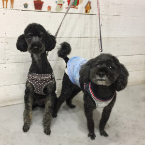 仕上がりトイプー