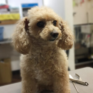 よろしくトイプー