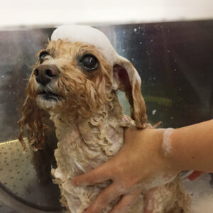 シャンプートイプー