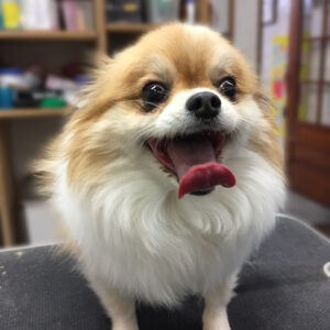 よろしくミックス