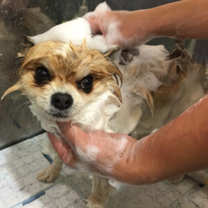 シャンプーミックス