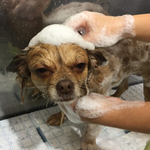 シャンプーチワワ