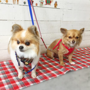 仕上がりミックス&チワワ