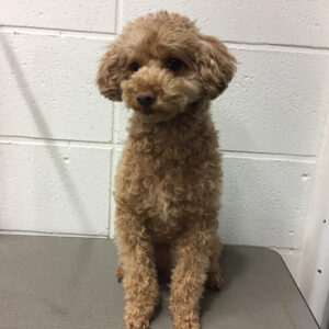 よろしくトイプー