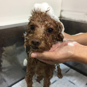 シャンプートイプー