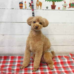 仕上がりトイプー