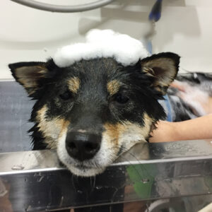 シャンプーしば