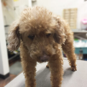 よろしくトイプー