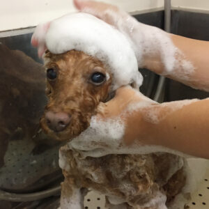 シャンプートイプー