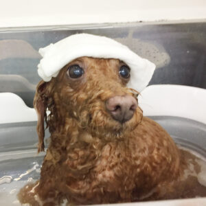 お風呂トイプー