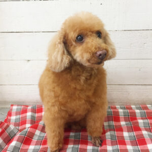 仕上がりトイプー