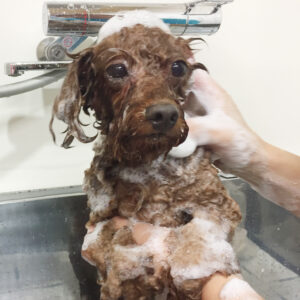 シャンプートイプー