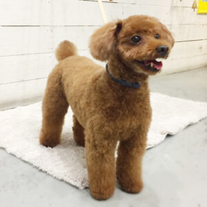 仕上がりトイプー