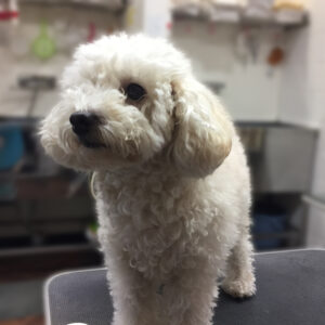 よろしくトイプー