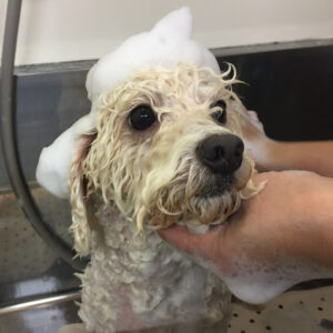 シャンプートイプー