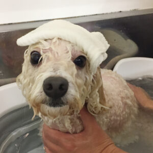 お風呂トイプー