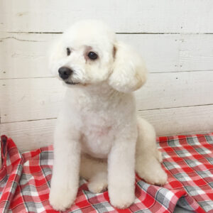 仕上がりトイプー