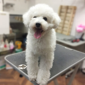 よろしくトイプー