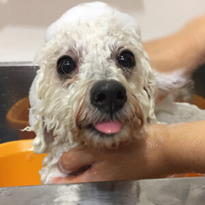 シャンプートイプー