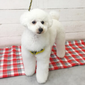 仕上がりトイプー