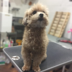 よろしくミックス