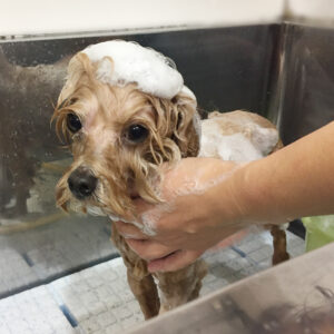 シャンプーミックス