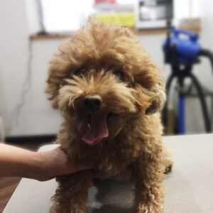 よろしくトイプー