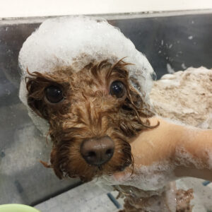 シャンプートイプー