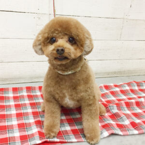 仕上がりトイプー