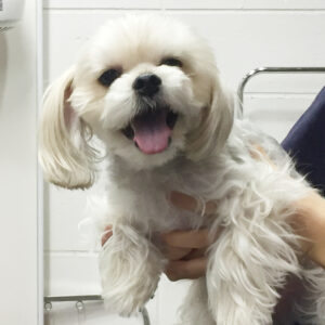 よろしくミックス