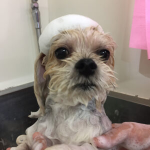 シャンプーミックス