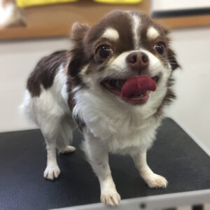 よろしくチワワ