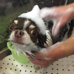 シャンプーチワワ