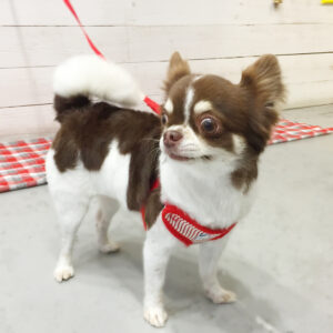 仕上がりチワワ