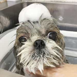 シャンプーシーズー