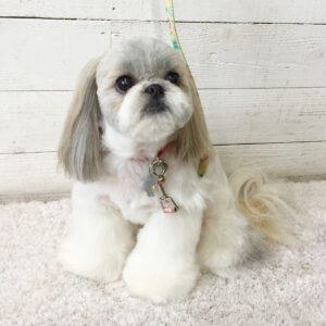 仕上がりシーズー