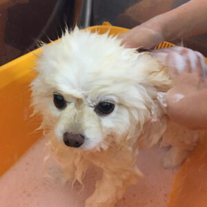 シャンプーポメ