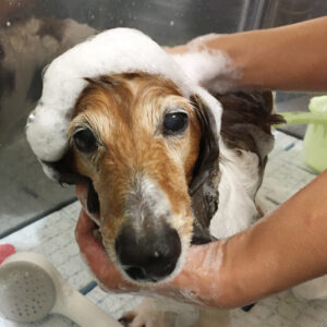 シャンプーダックス