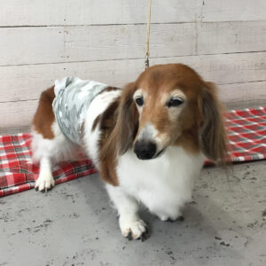 仕上がりダックス